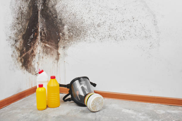 Best Attic Mold Removal  in Mount Pleasant, MI