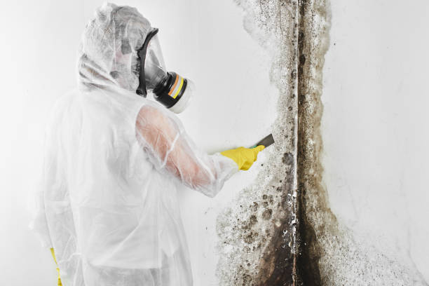 Mold Removal Process in Mount Pleasant, MI