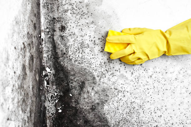 Best Toxic Mold Removal  in Mount Pleasant, MI