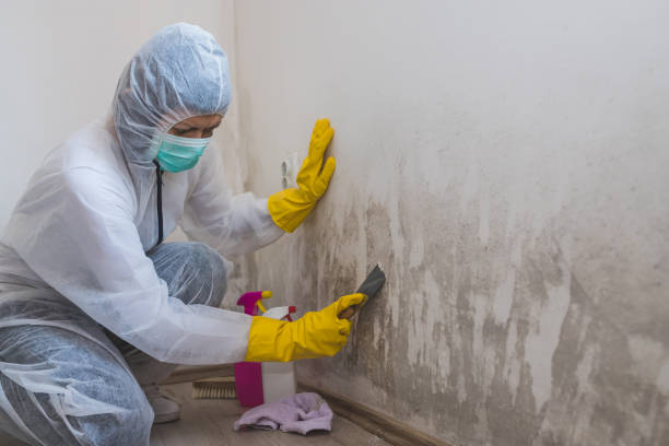 Trusted Mount Pleasant, MI Mold Removal Experts