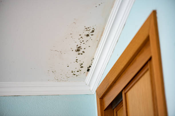Best Mold Cleaning Services  in Mount Pleasant, MI