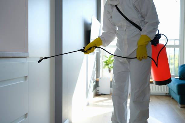 Best Home Mold Removal  in Mount Pleasant, MI