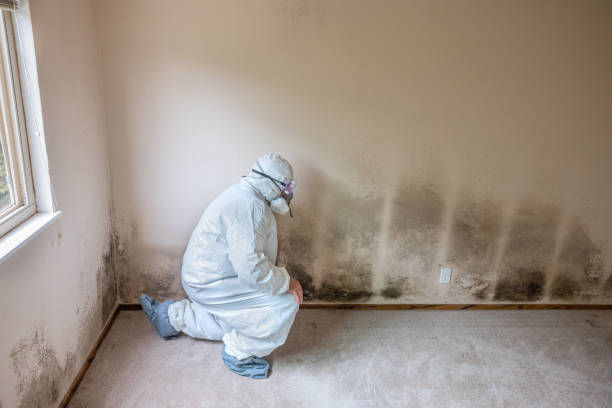 Best Mold Removal Process  in Mount Pleasant, MI