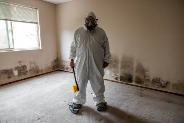 Best Professional Mold Removal  in Mount Pleasant, MI