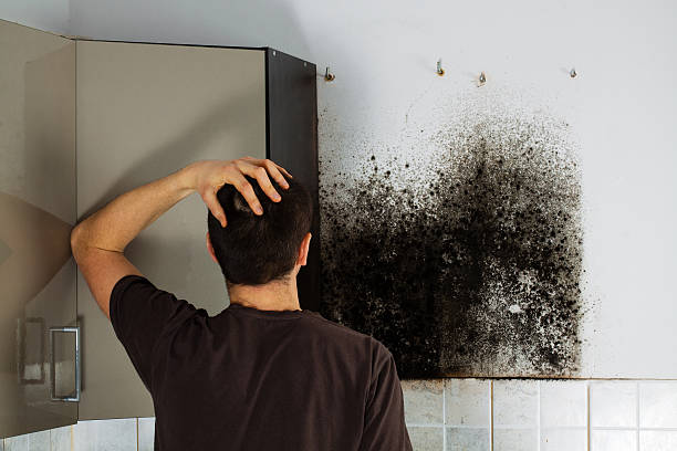 Best Mold Testing  in Mount Pleasant, MI