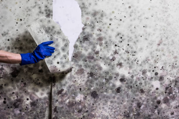 Best Crawl Space Mold Removal  in Mount Pleasant, MI